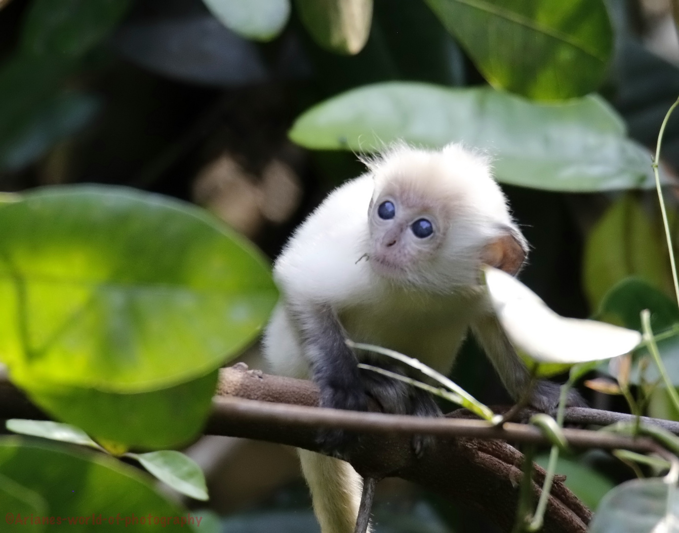 Silberner Haubenlangur (Trachypithecus cristatus)