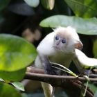 Silberner Haubenlangur (Trachypithecus cristatus)