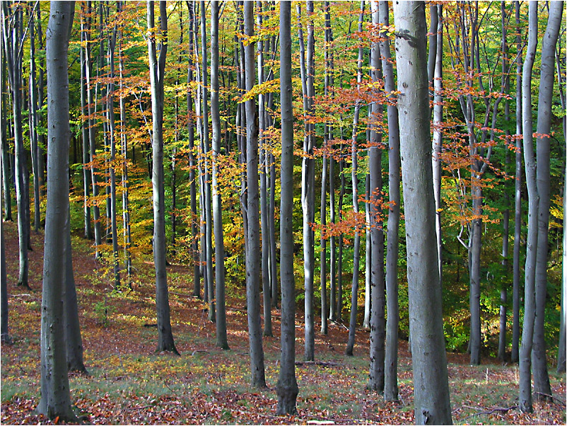 Silberner Herbst