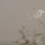 Silberner Nebel Reiher