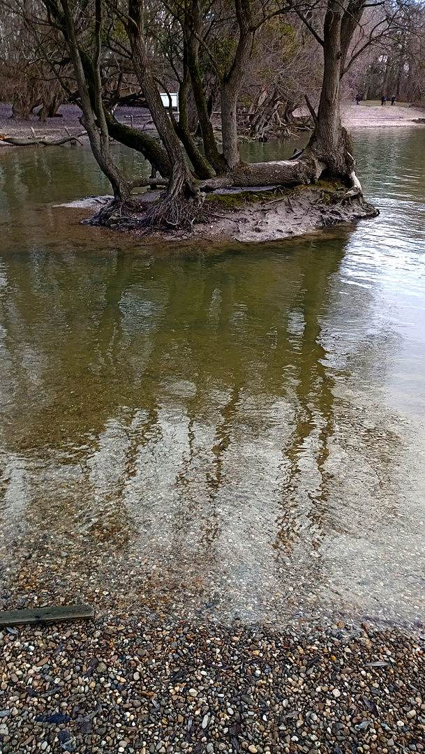 Silberpappel im Spiegel