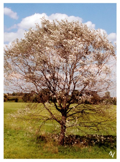 Silberpappel im Wind