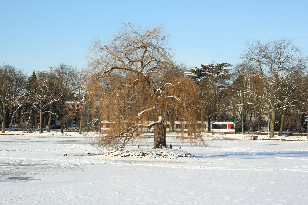 Silberpfeil am Schlossweiher