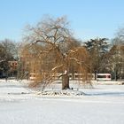 Silberpfeil am Schlossweiher