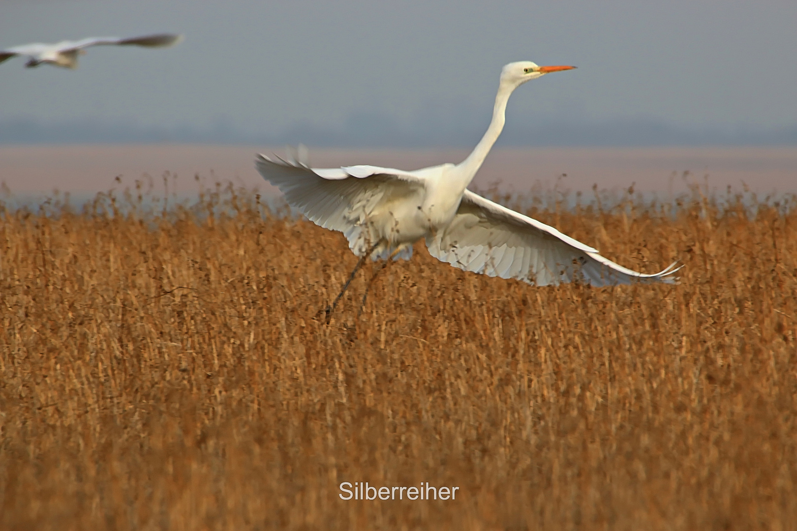  Silberreiher.