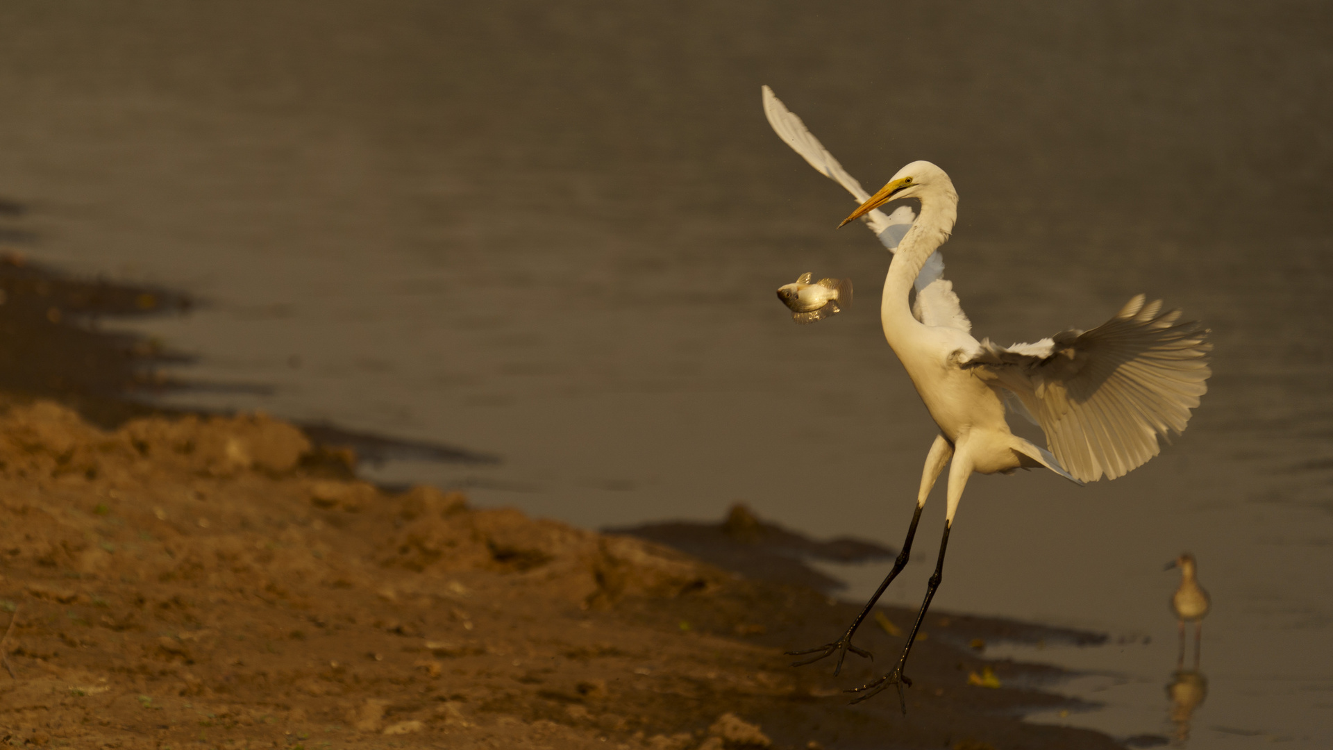 Silberreiher 01, Mana Pools - 21.09.2019