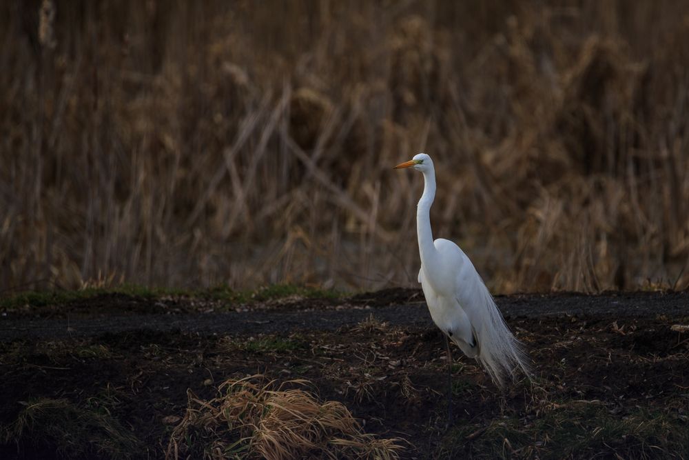 Silberreiher 010315