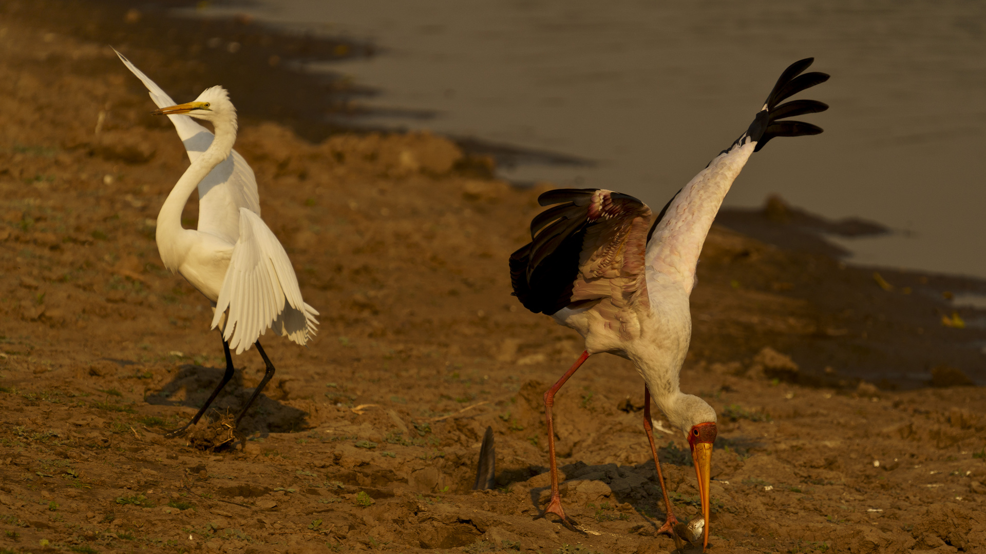 Silberreiher 02, Mana Pools - 21.09.2019