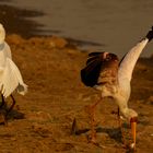 Silberreiher 02, Mana Pools - 21.09.2019