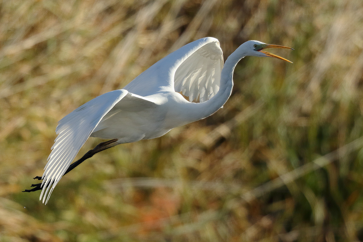 Silberreiher