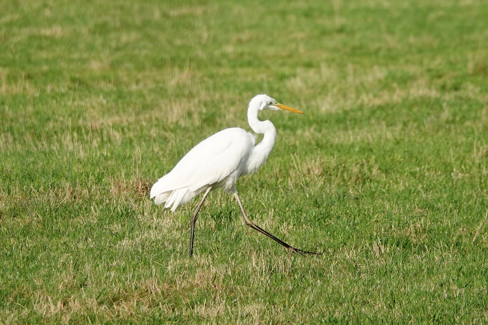 SILBERREIHER