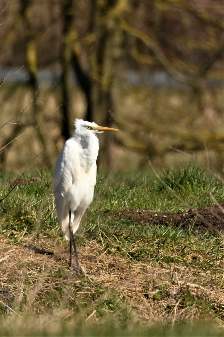 Silberreiher