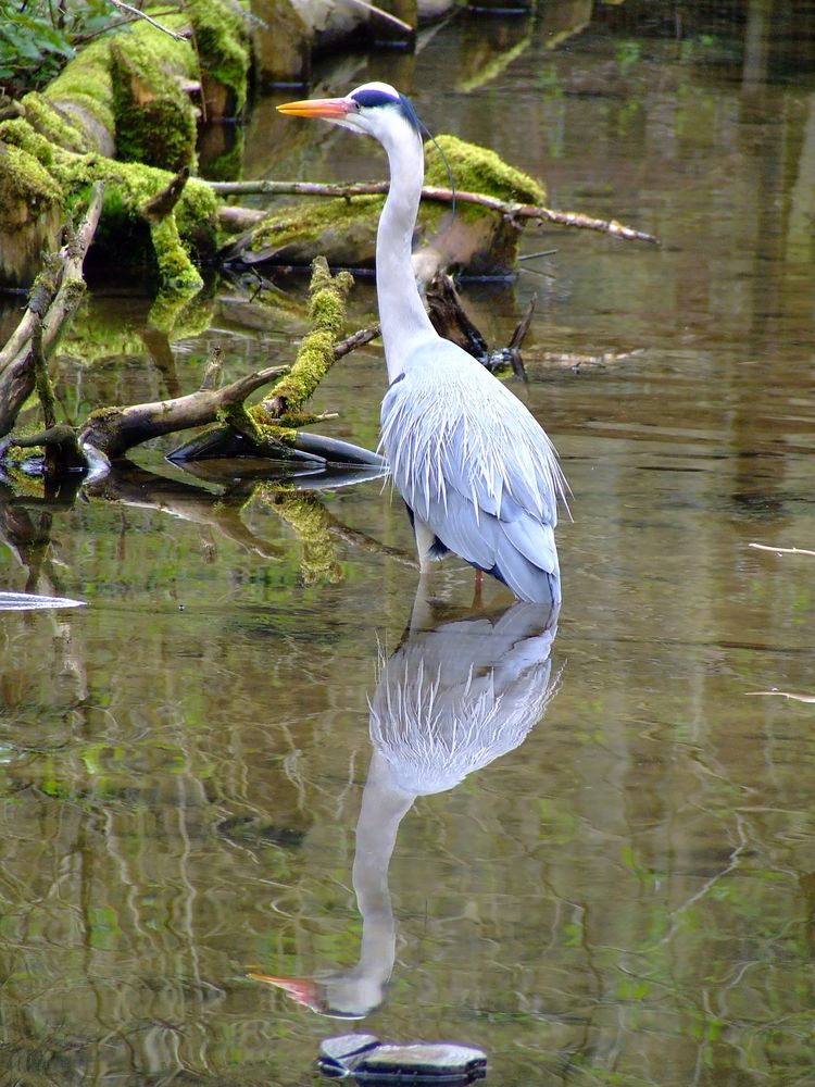 Silberreiher von ewiger amateur 