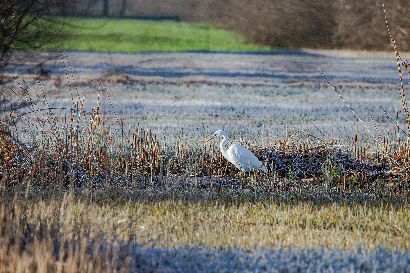 Silberreiher