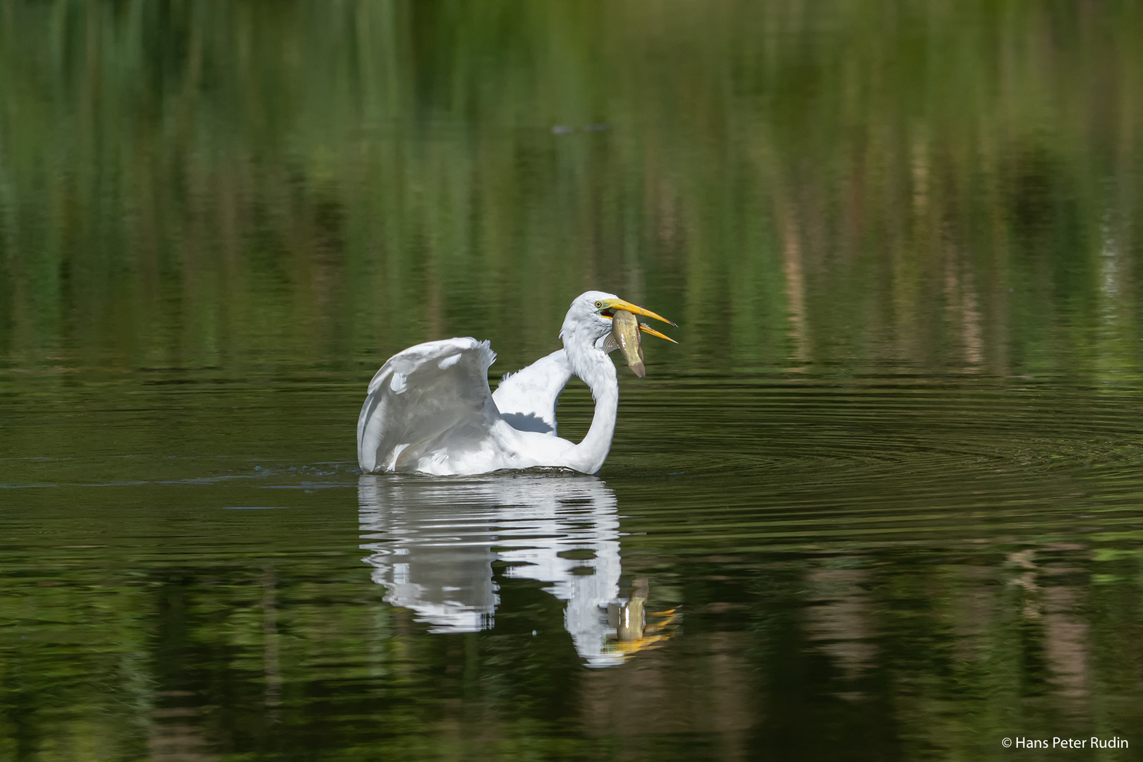 Silberreiher