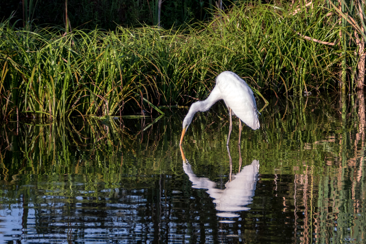 Silberreiher