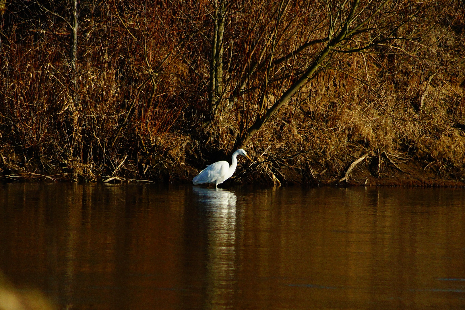 Silberreiher 