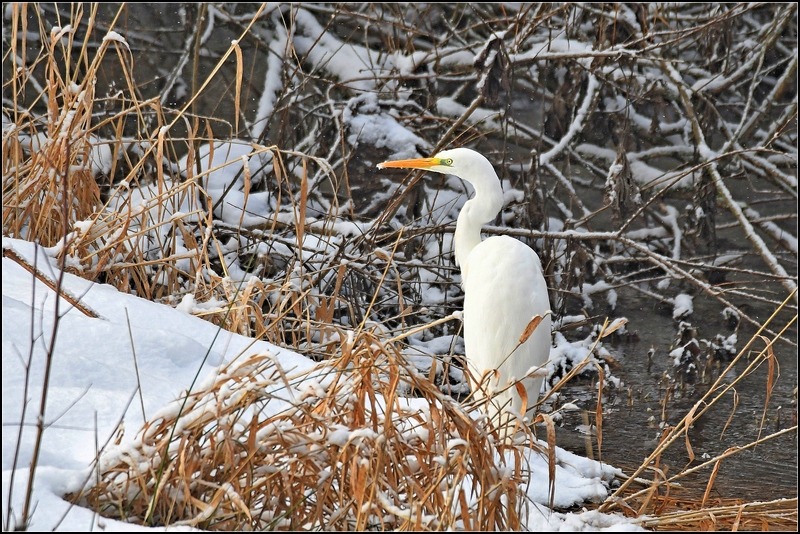 Silberreiher