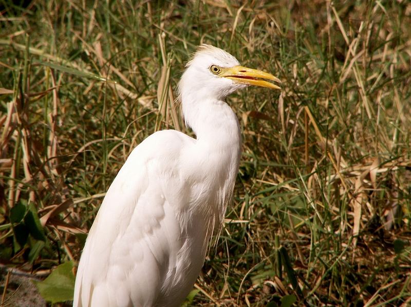 Silberreiher