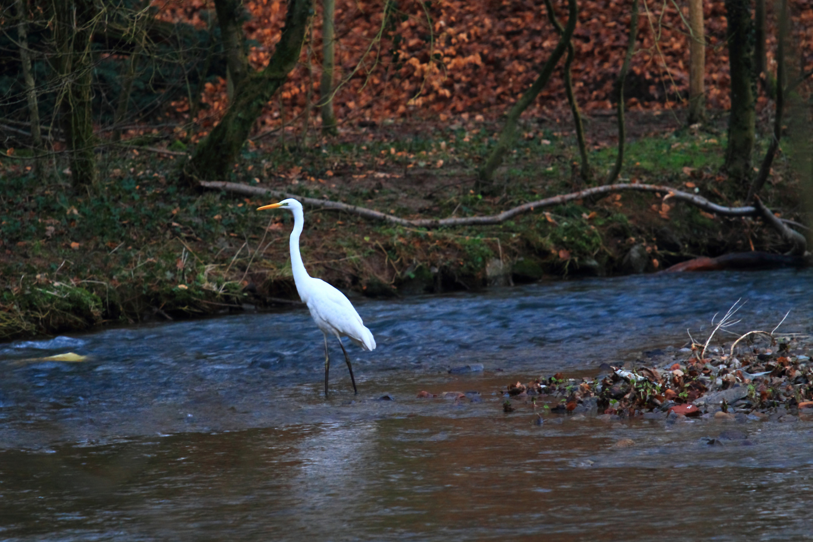 Silberreiher