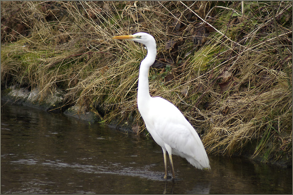 Silberreiher