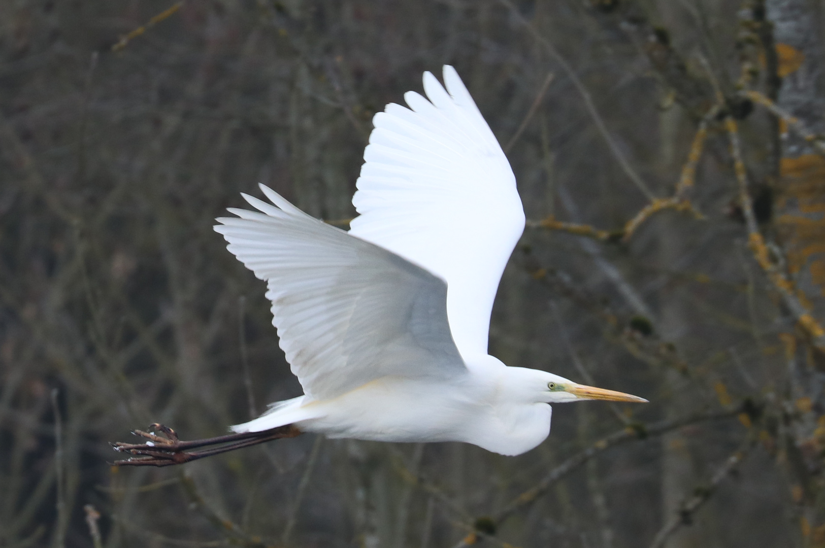 Silberreiher Foto & Bild | tiere, wildlife, wild lebende vögel Bilder ...