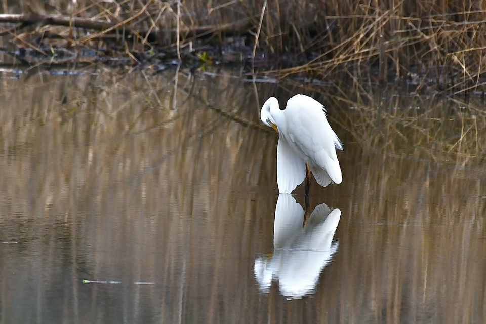 Silberreiher