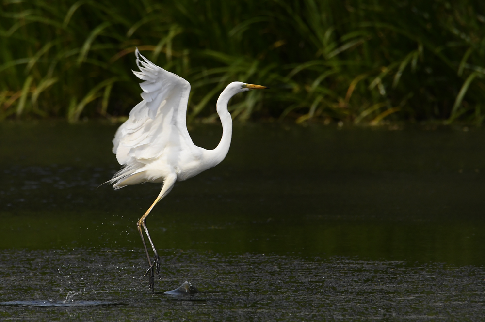 Silberreiher Abflug