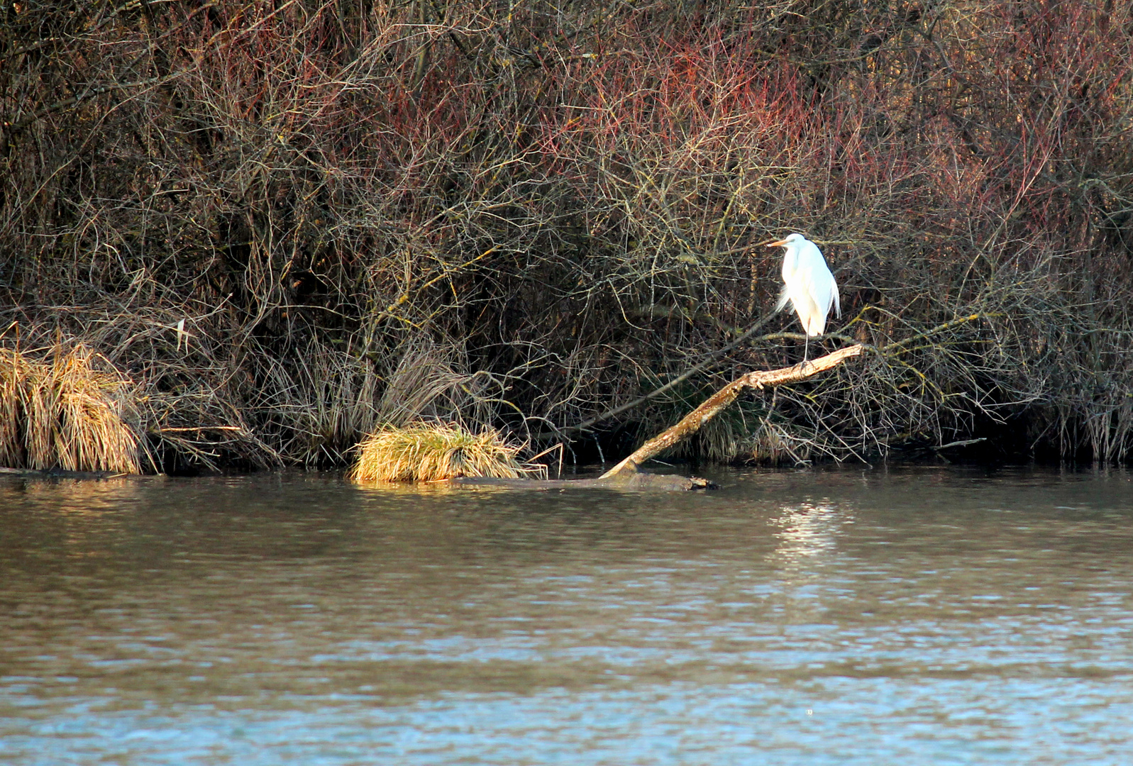 Silberreiher am Altrhein