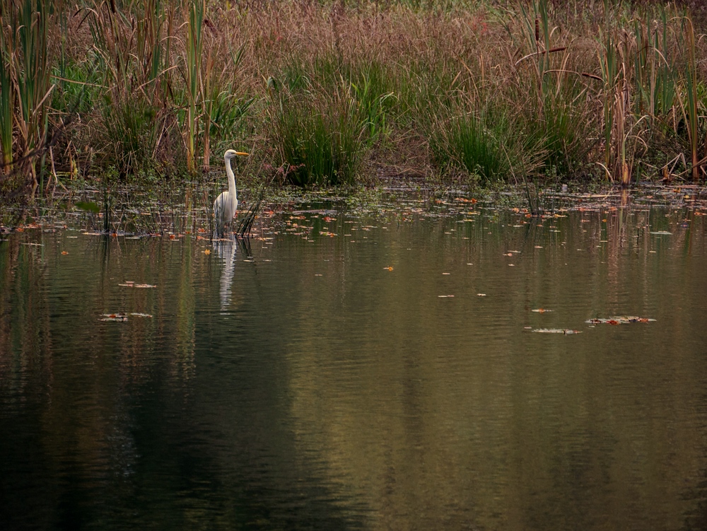 Silberreiher am Aprather Mühlenteich