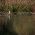 Silberreiher am Aprather Mühlenteich