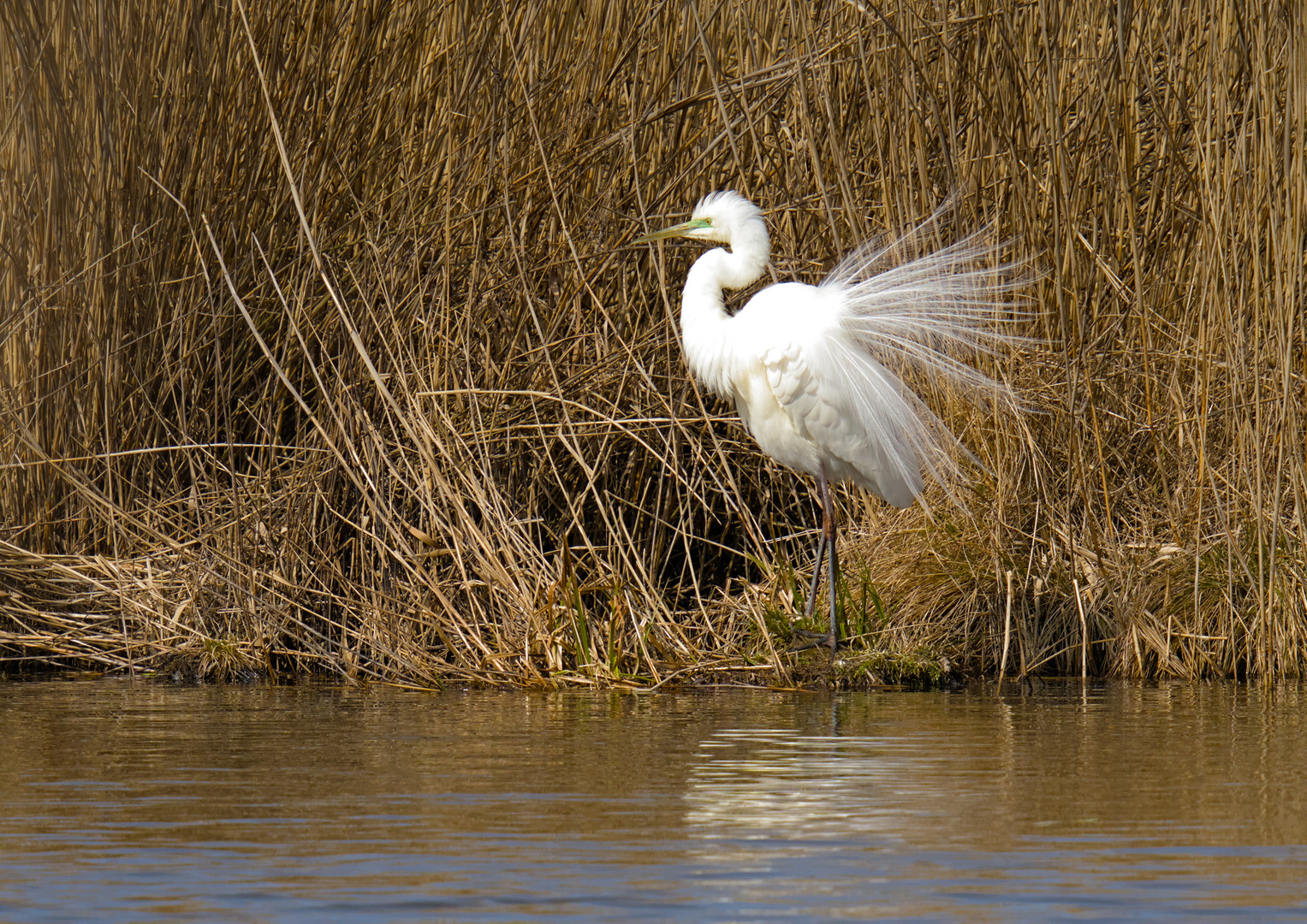 Silberreiher am Federsee