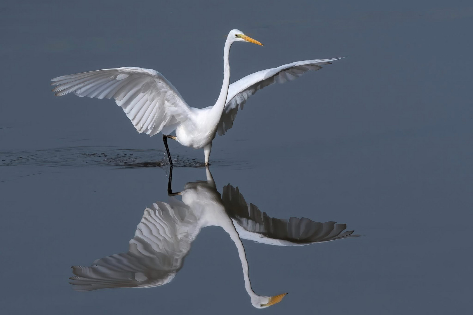 Silberreiher am Flachen See
