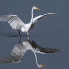 Silberreiher am Flachen See