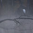 Silberreiher am frühen Morgen