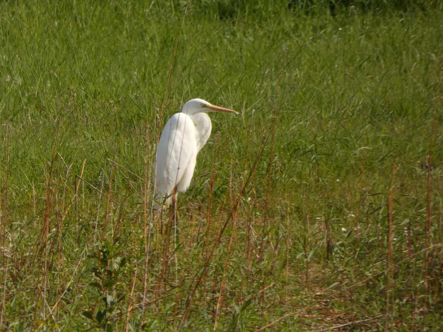 Silberreiher am Lippe- Auenpfad