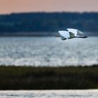 Silberreiher am Morgen (Pramort bei Zingst)