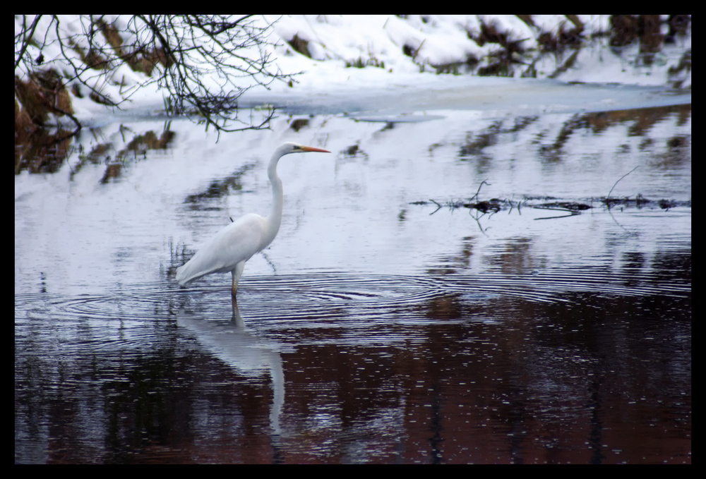 Silberreiher am Neujahrsmorgen :0)