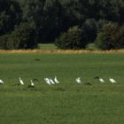 Silberreiher am Niederrhein (DOKU)