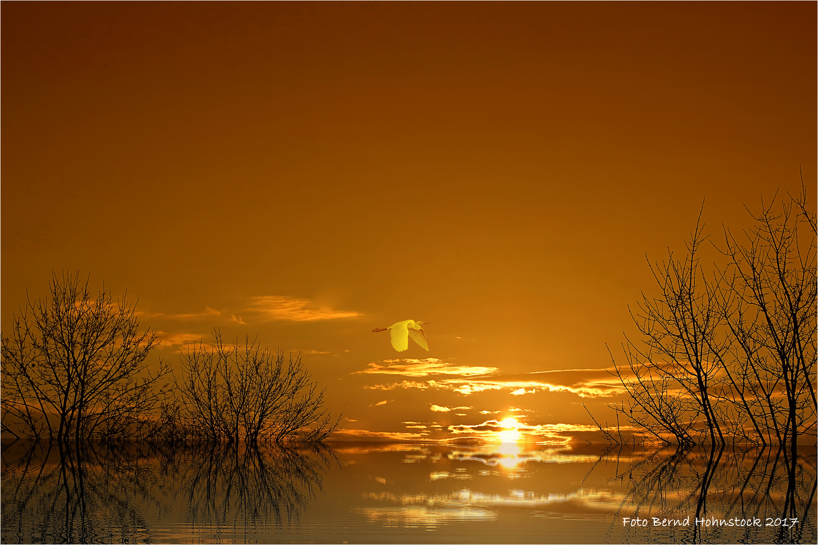 Silberreiher am Niederrhein ....