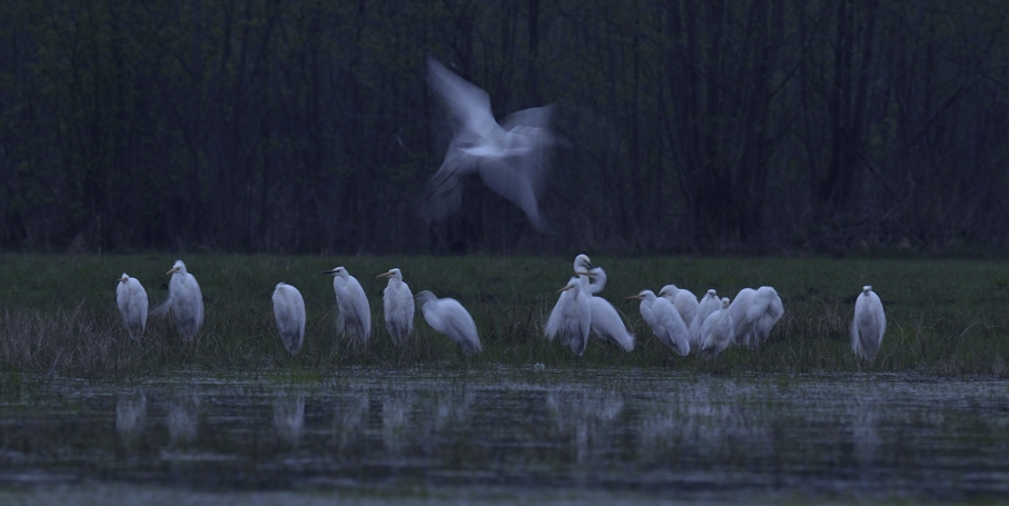 Silberreiher am Schlafplatz, Biebrza Nationalpark im Mai 2013