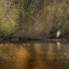 Silberreiher am Stadtteich 