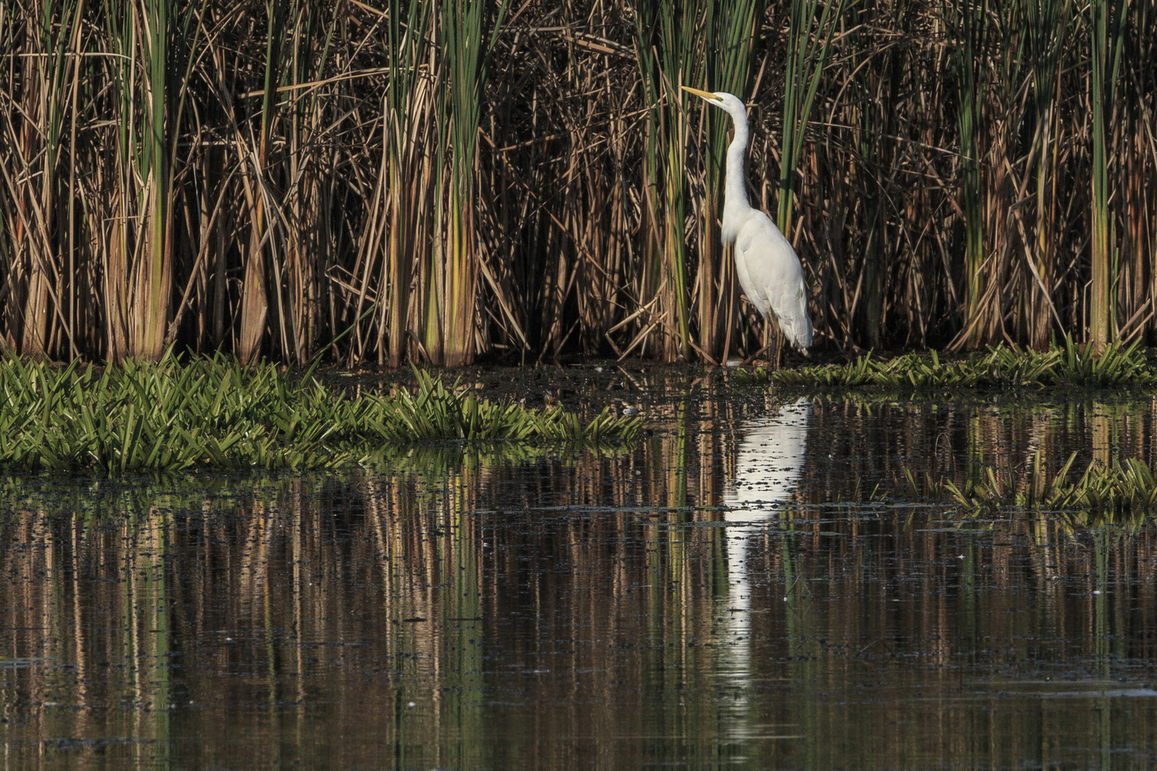 Silberreiher am Stockweiher