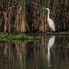 Silberreiher am Stockweiher