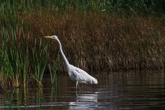 Silberreiher am Stockweiher