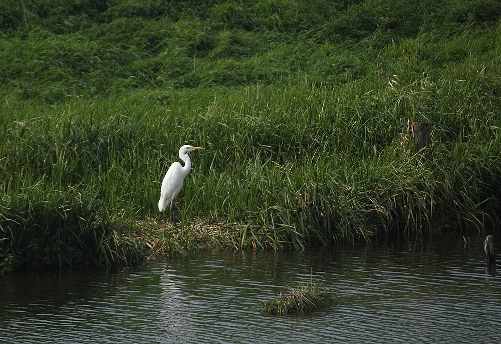 Silberreiher am Ufer