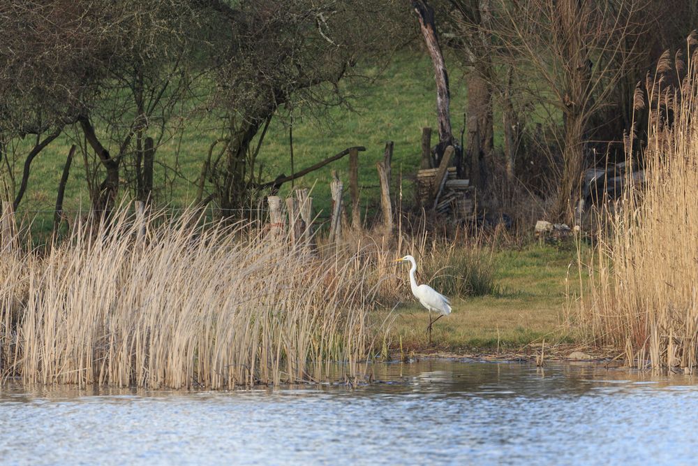 Silberreiher am Ufer