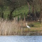 Silberreiher am Ufer