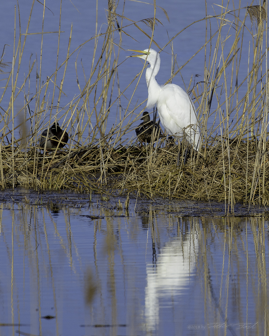 Silberreiher am Ufer