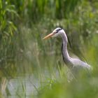 Silberreiher am Ufer